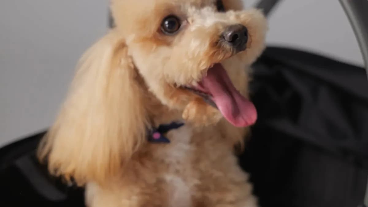 Easy access to your pet