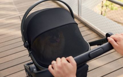 Домашен любимец